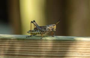 Drones Stop Locust Threat